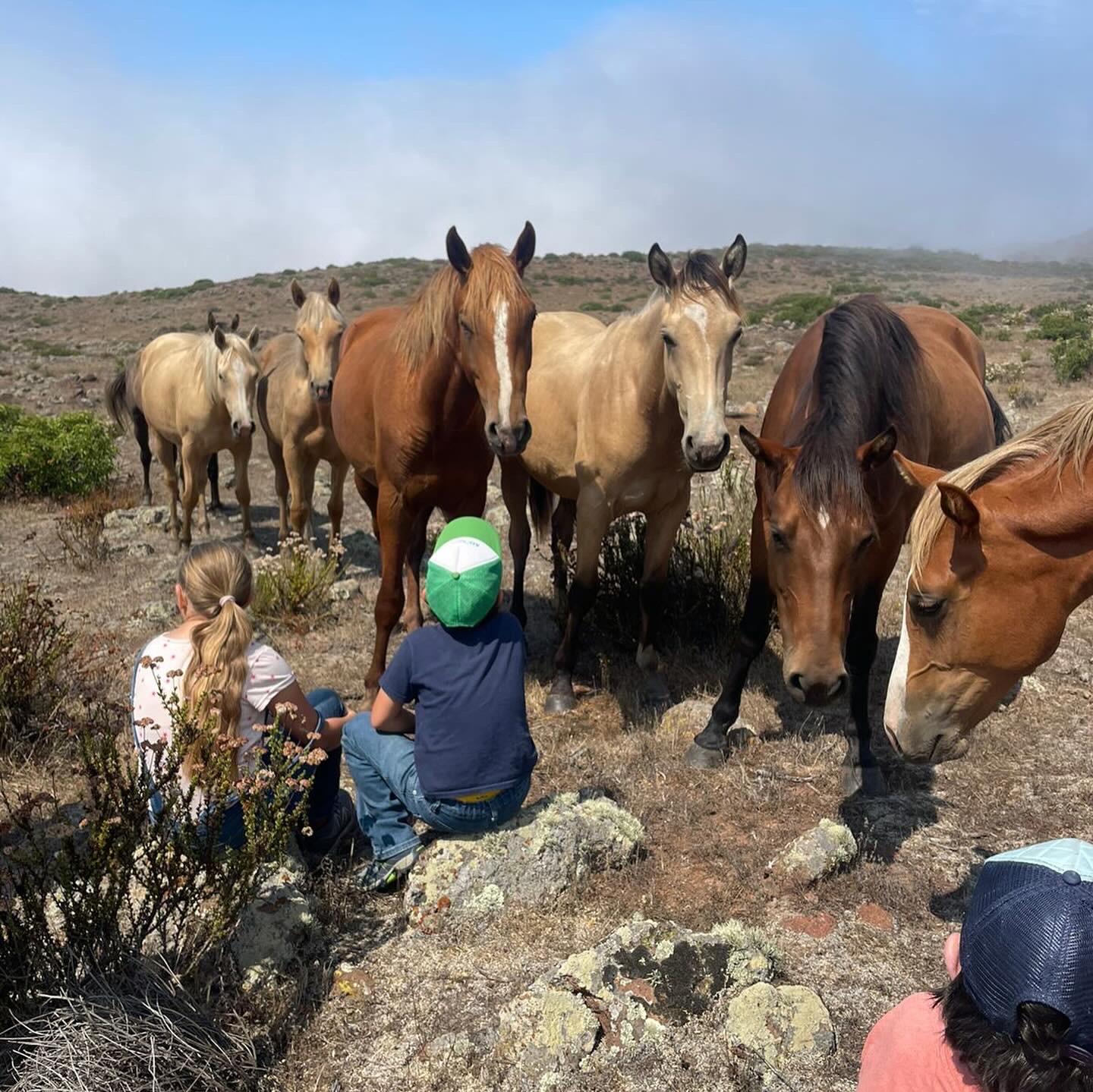 Grupo con la manada en las rocas