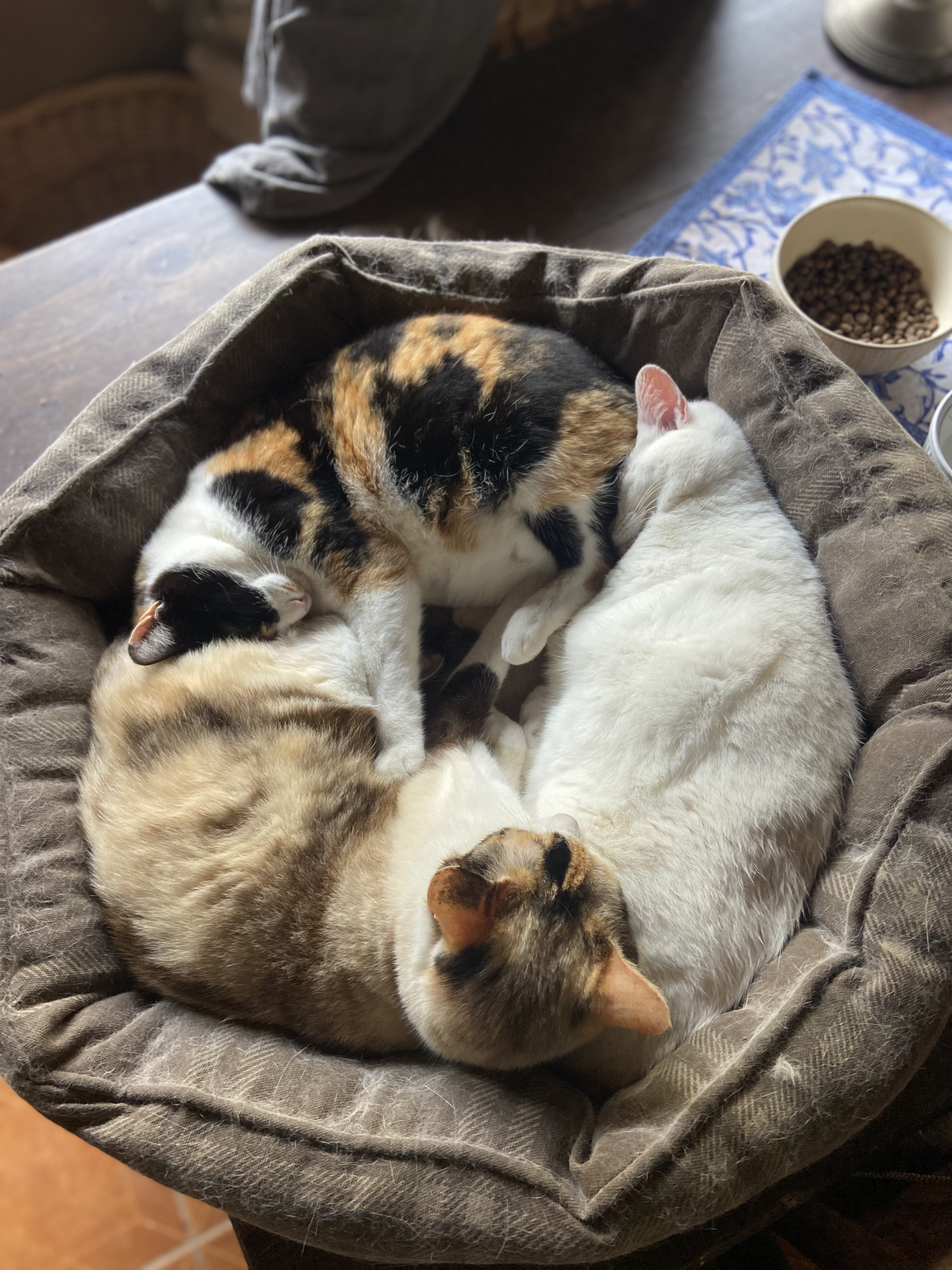 Los gatos de Heart Horse descansando