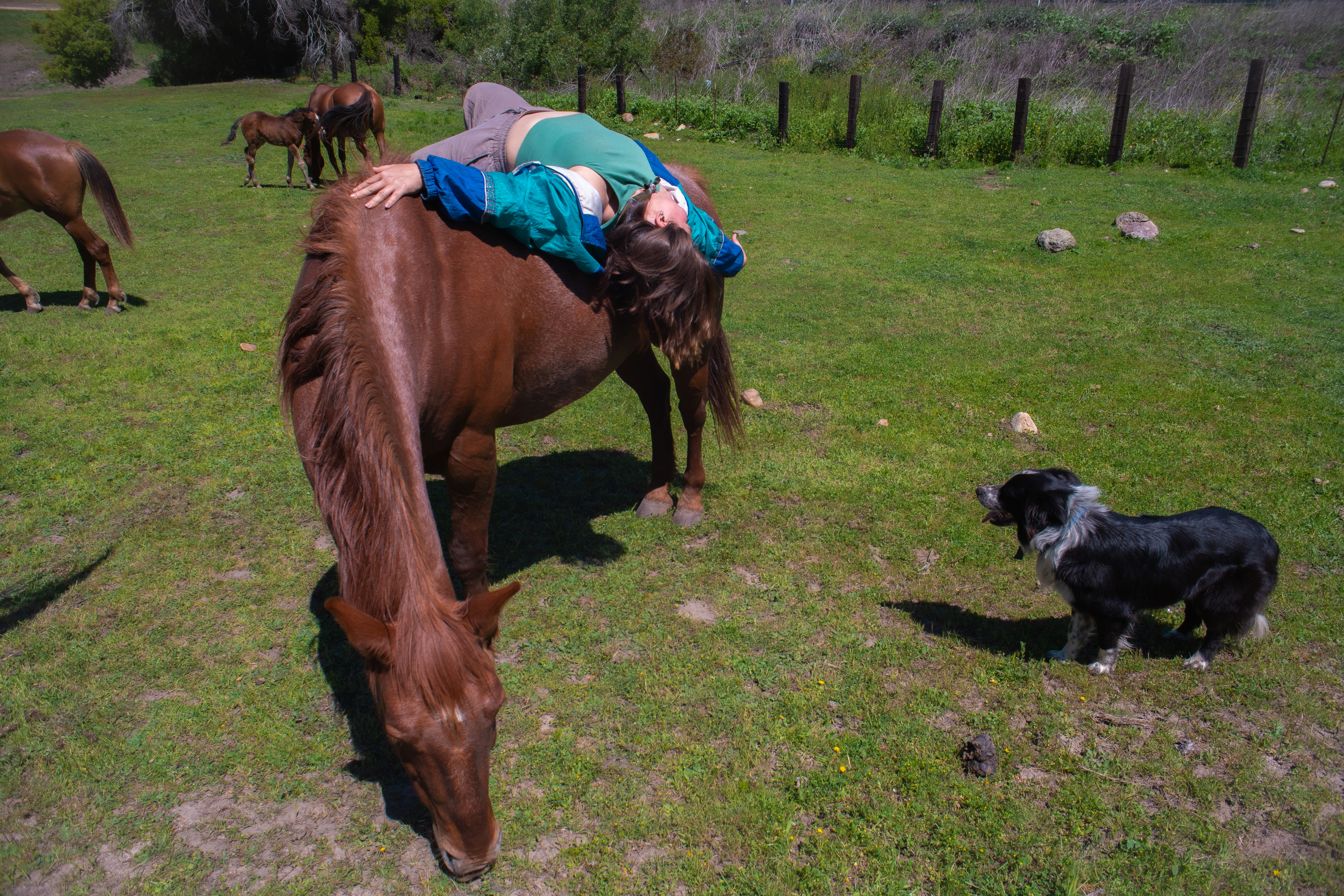 Carolina acostada en el caballo