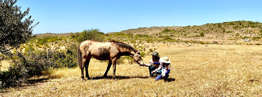 La Manada Libre en Heart Horse