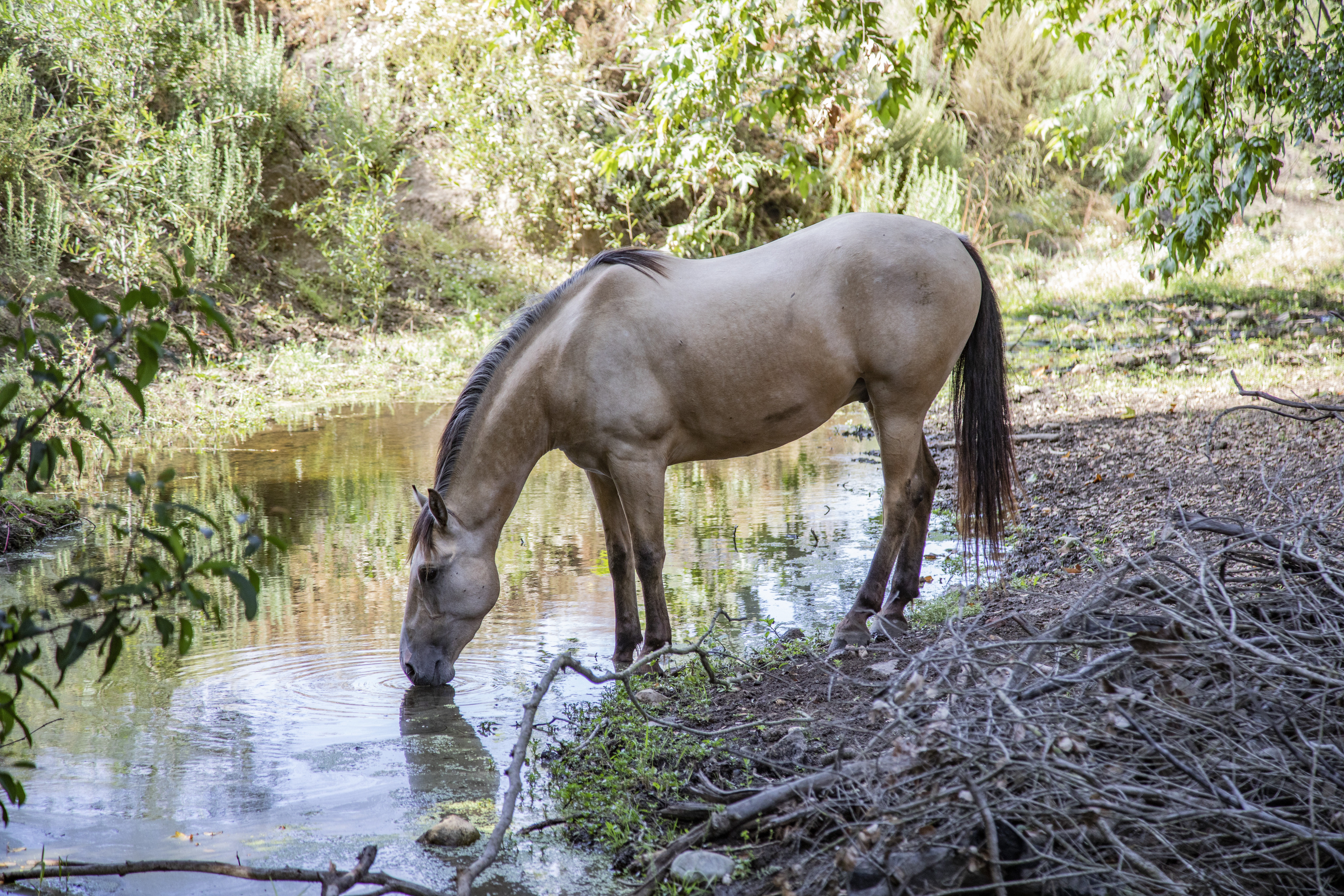 Caballo bebiendo en el arroyo