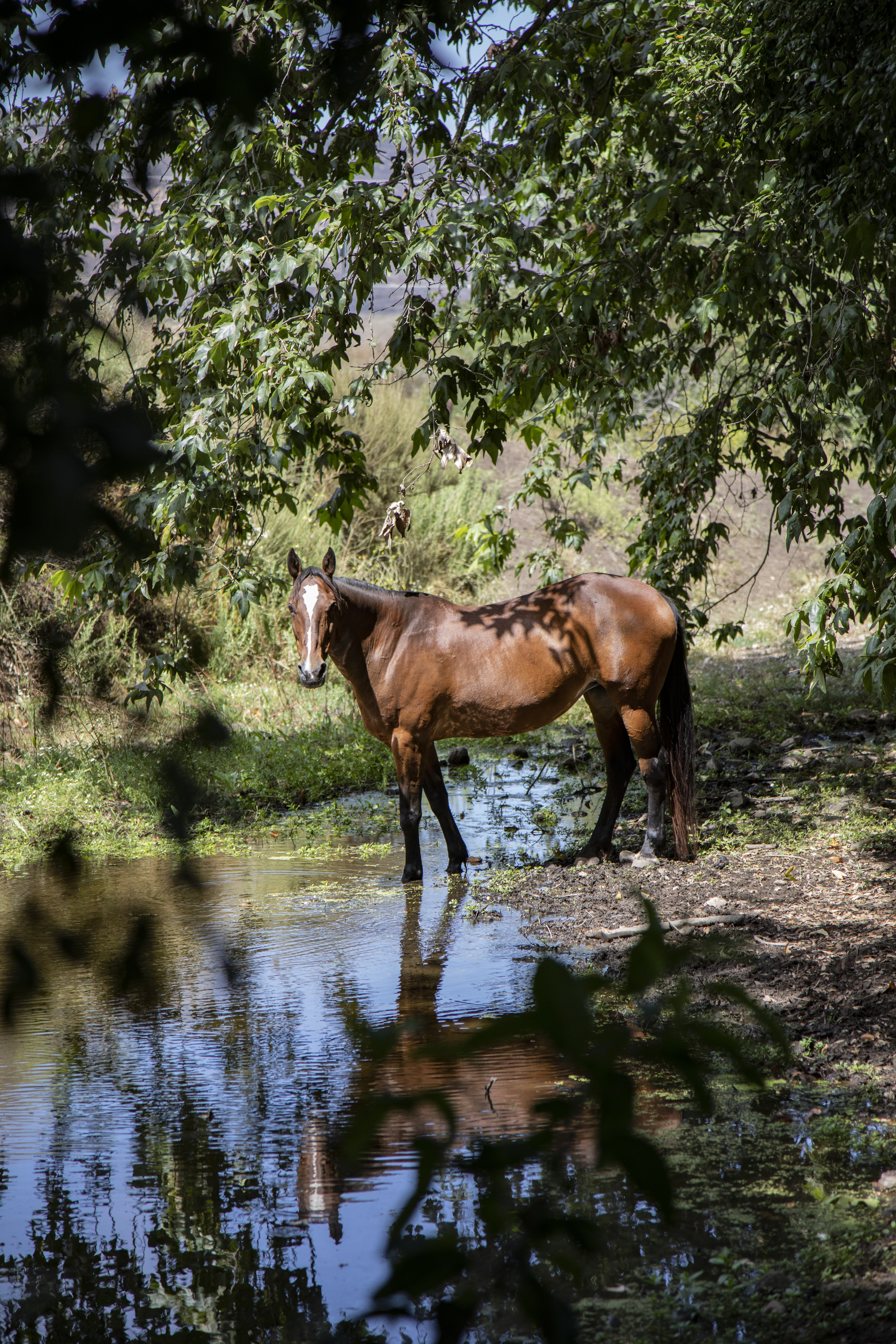 Caballo en libertad en Baja California