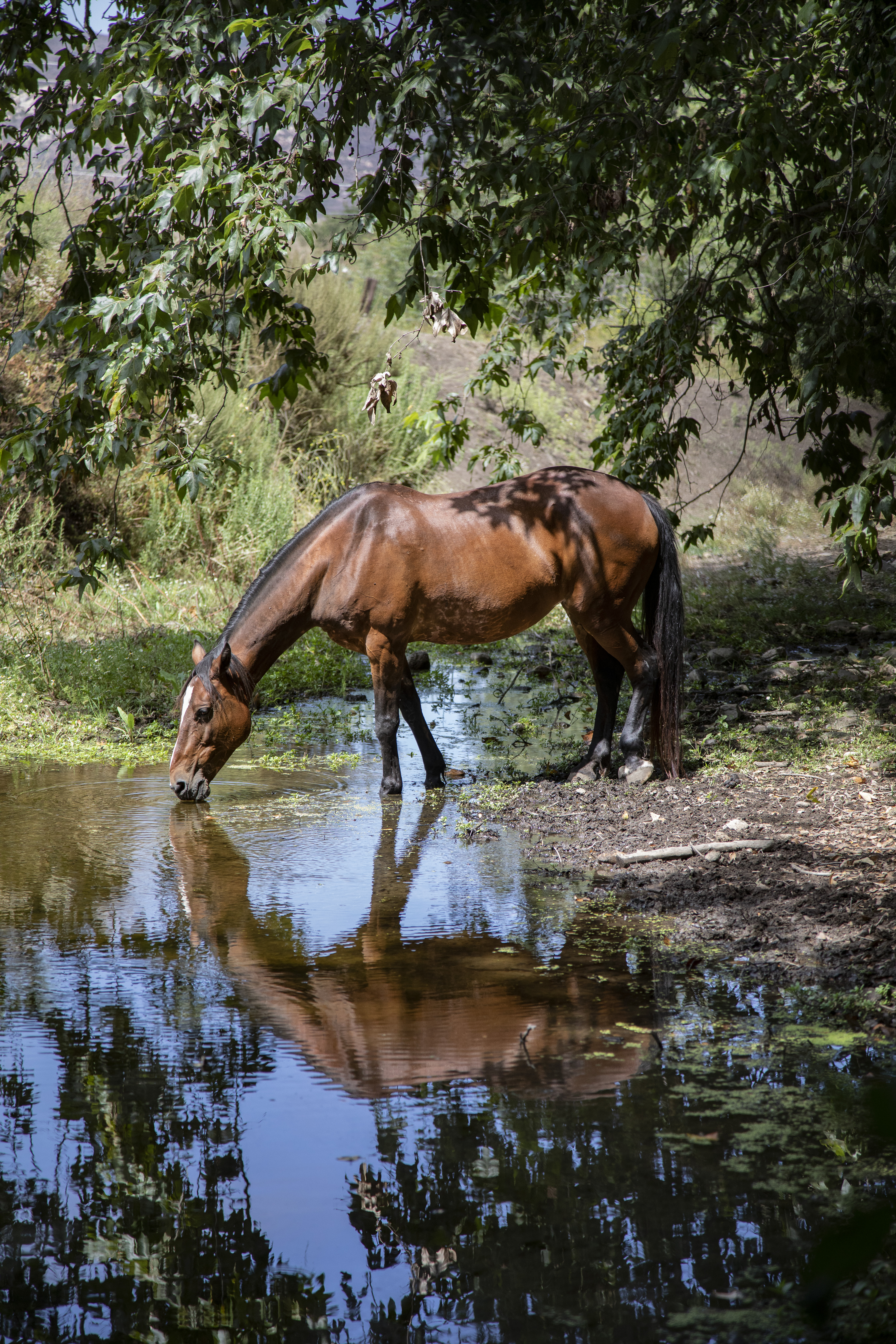 Caballo con reflejo