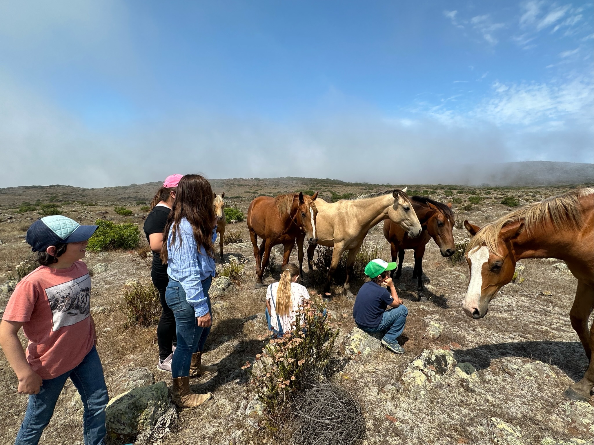 La manada en Baja California