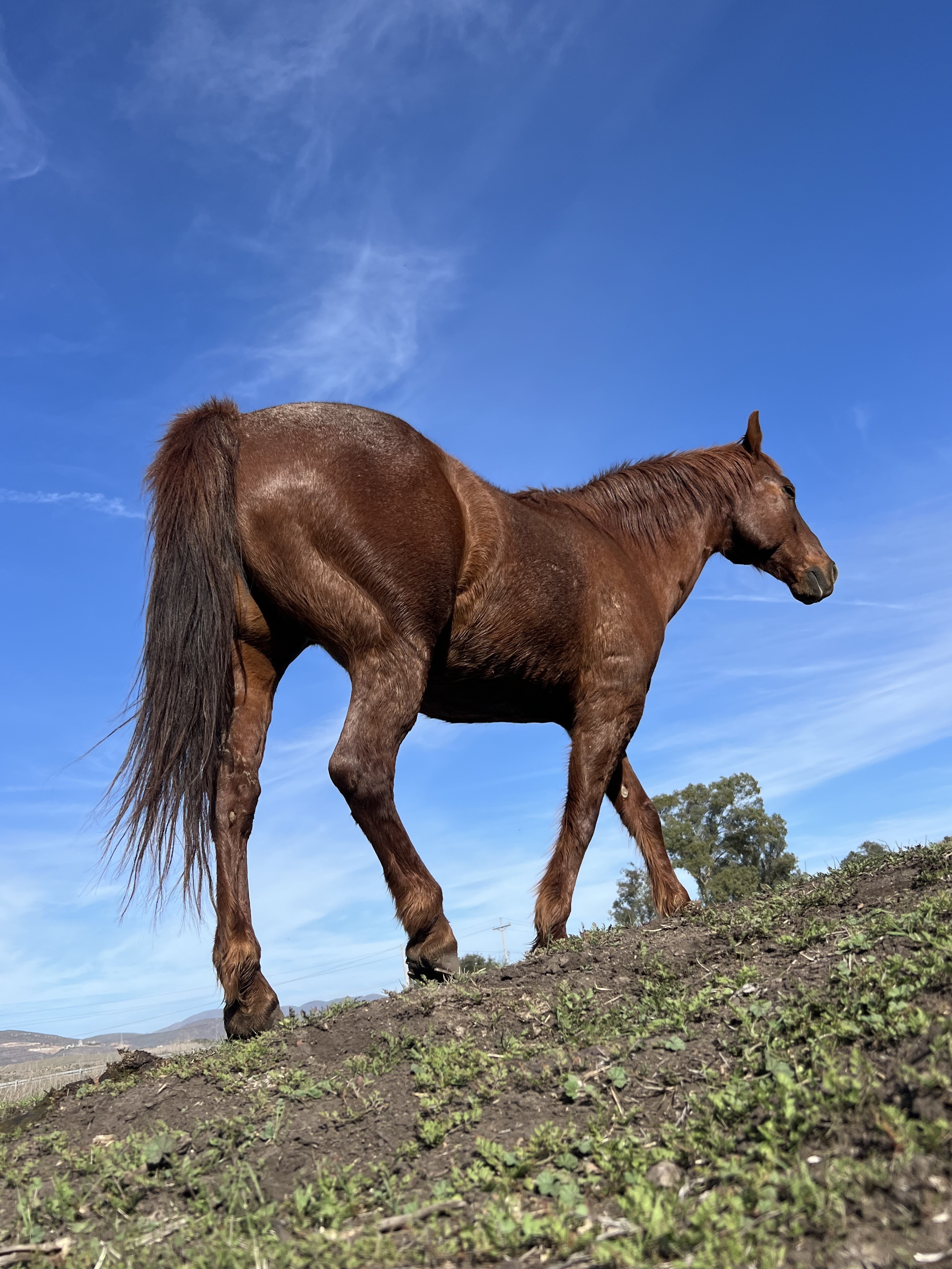 Caballo en libertad bajo el cielo de Baja