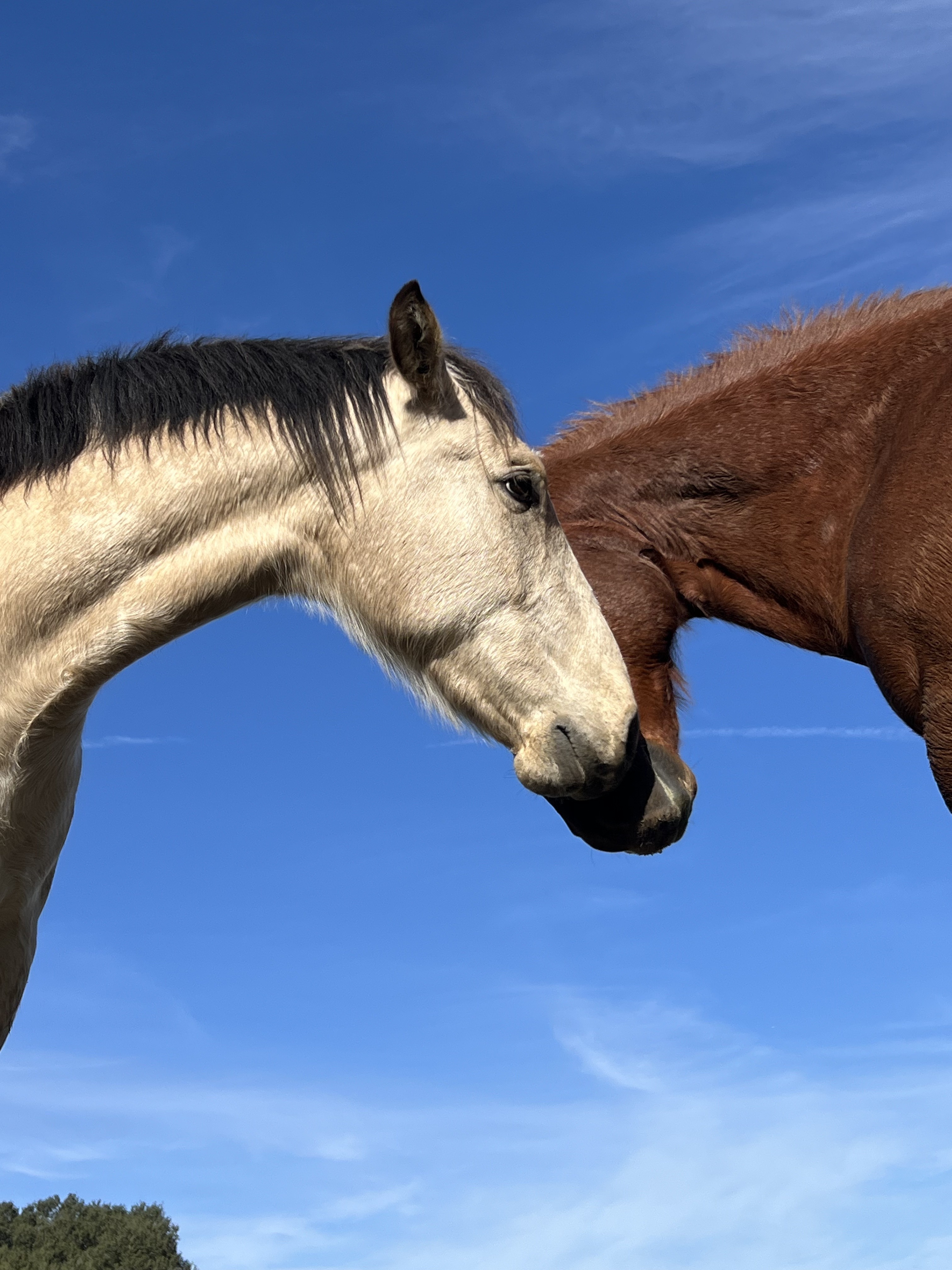 Dos caballos