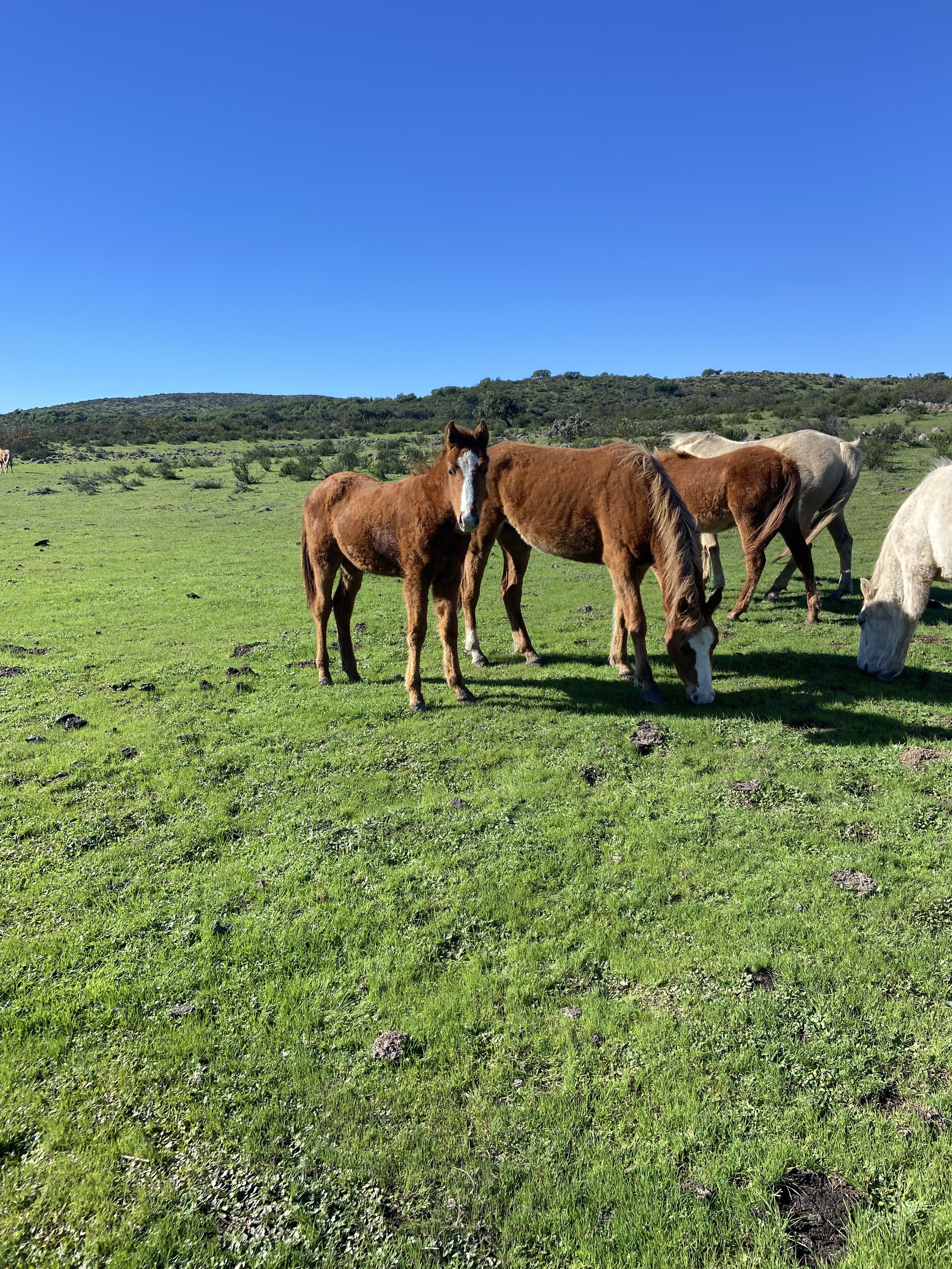 Los potros en campo verde de Baja