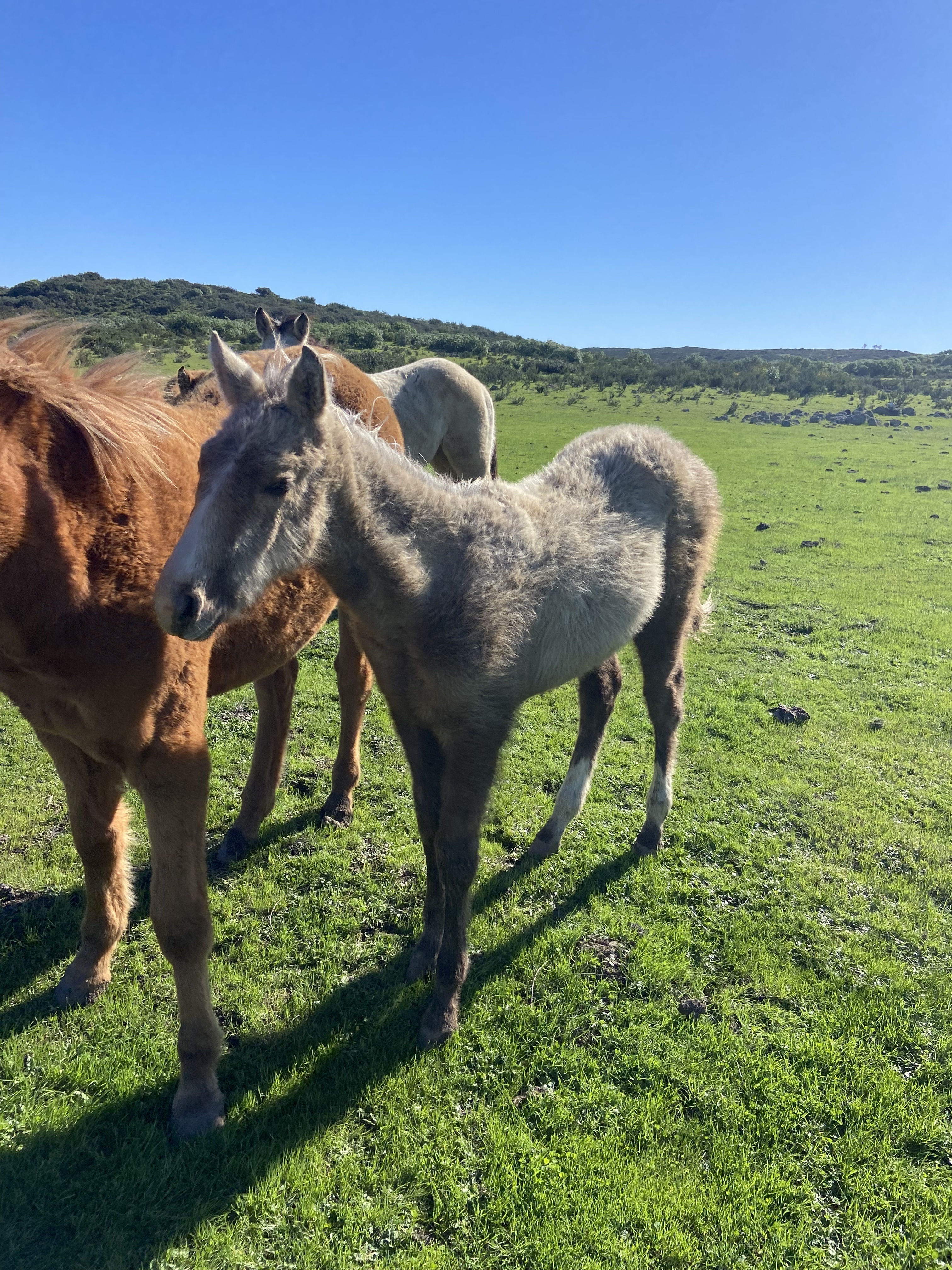 Los potros en Baja California