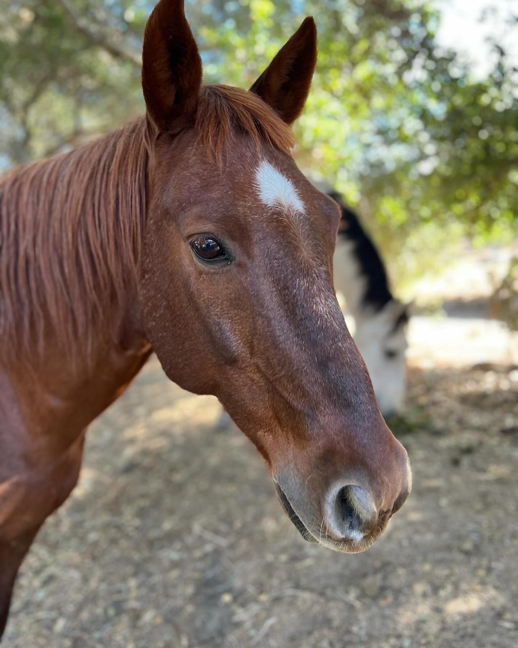 Retrato de caballo en Heart Horse